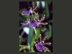 orchidsocietyaz.org Blackii