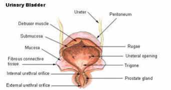 tr.wikidoc.org Bladder