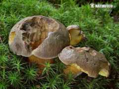 naturephoto-cz.com Blaeck