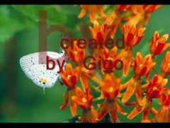 wn.com Blagica