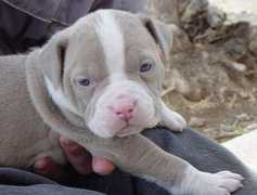 ablepaws.org Blaice