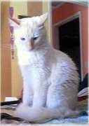 shirlye.com Blaize
