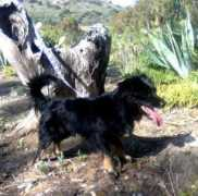 Blaki