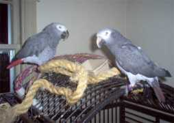 birdchannel.com Blakin