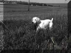 mabekennels.com Blaks