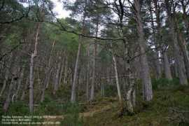 westcoastpeaks.com Blakstad