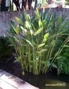 nature.jardin.free.fr Blanchie