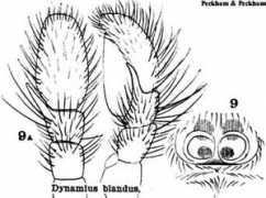 salticidae.org Blanda