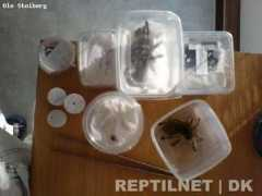 reptilnet.dk Blandet