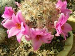 cactusedintorni.com Blando