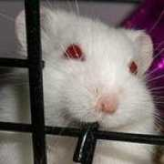 vivapets.com Blankita