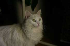 objetivoextremadura.hoy.es Blankita