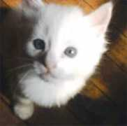 mascotamigas.com Blankito