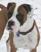 bluegrassboxerrescue.org Blazer