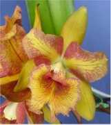 Blc