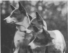 newworldbasenjis.net Blean