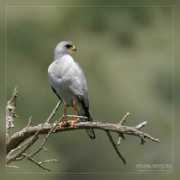 focus-on-wildlife.com Bleke