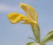 botanicavirtual.udl.es Blener