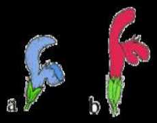 botanicavirtual.udl.es Blener