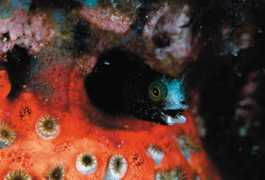 culturequest.us Blennie