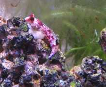 fishkeeping.co.uk Blennie