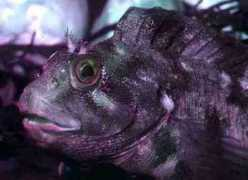 theseashore.org.uk Blenny