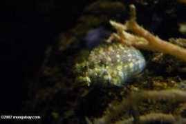 travel.mongabay.com Blenny