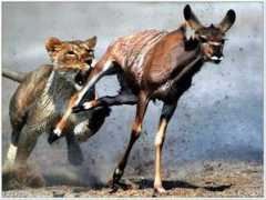 Blesser