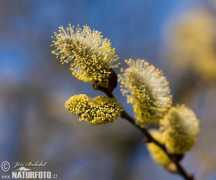 naturephoto-cz.com Blinde
