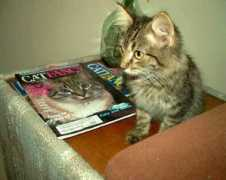 harmonyhaven.org Blinkie