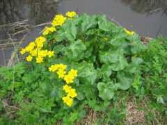 Bloem