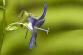 fotothing.com Bloemetje