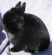 bloinksbunnies.tripod.com Bloink