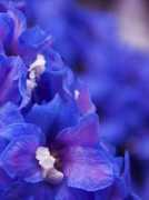 dayviews.com Blomma