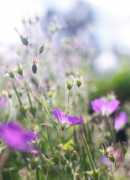 Blommor