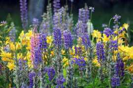 Blommor