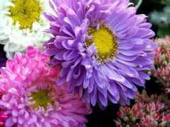 Blommor