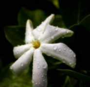 david.wesselinfo.net Blomst