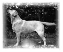 tiverton-labradors.de Blondella