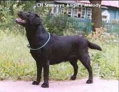 labradors.ru Blondella