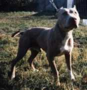 Bloodson