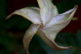 Bloome