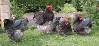 Blorp