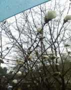 Blossomy