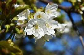 picturesofengland.com Blosson
