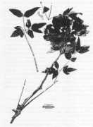 Bloth