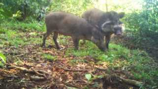 derstandard.at Blouchi