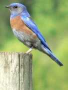 wcowildlifehabitat.org Blubird
