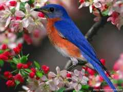 fabulousnature.com Bluebird