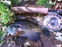 Bluegill
